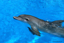 Picture of dolphin; Actual size=130 pixels wide